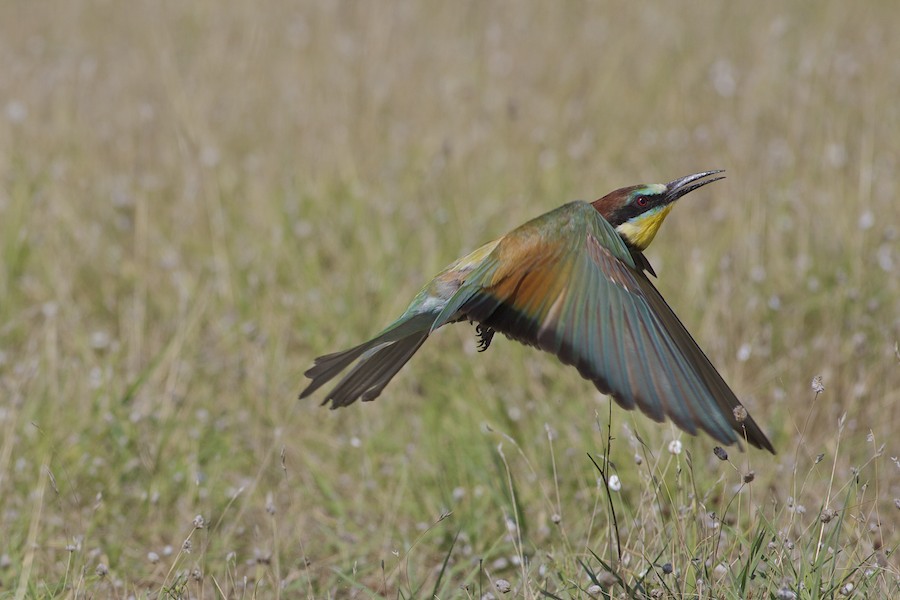 Bee Eater 22